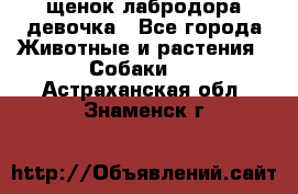 щенок лабродора девочка - Все города Животные и растения » Собаки   . Астраханская обл.,Знаменск г.